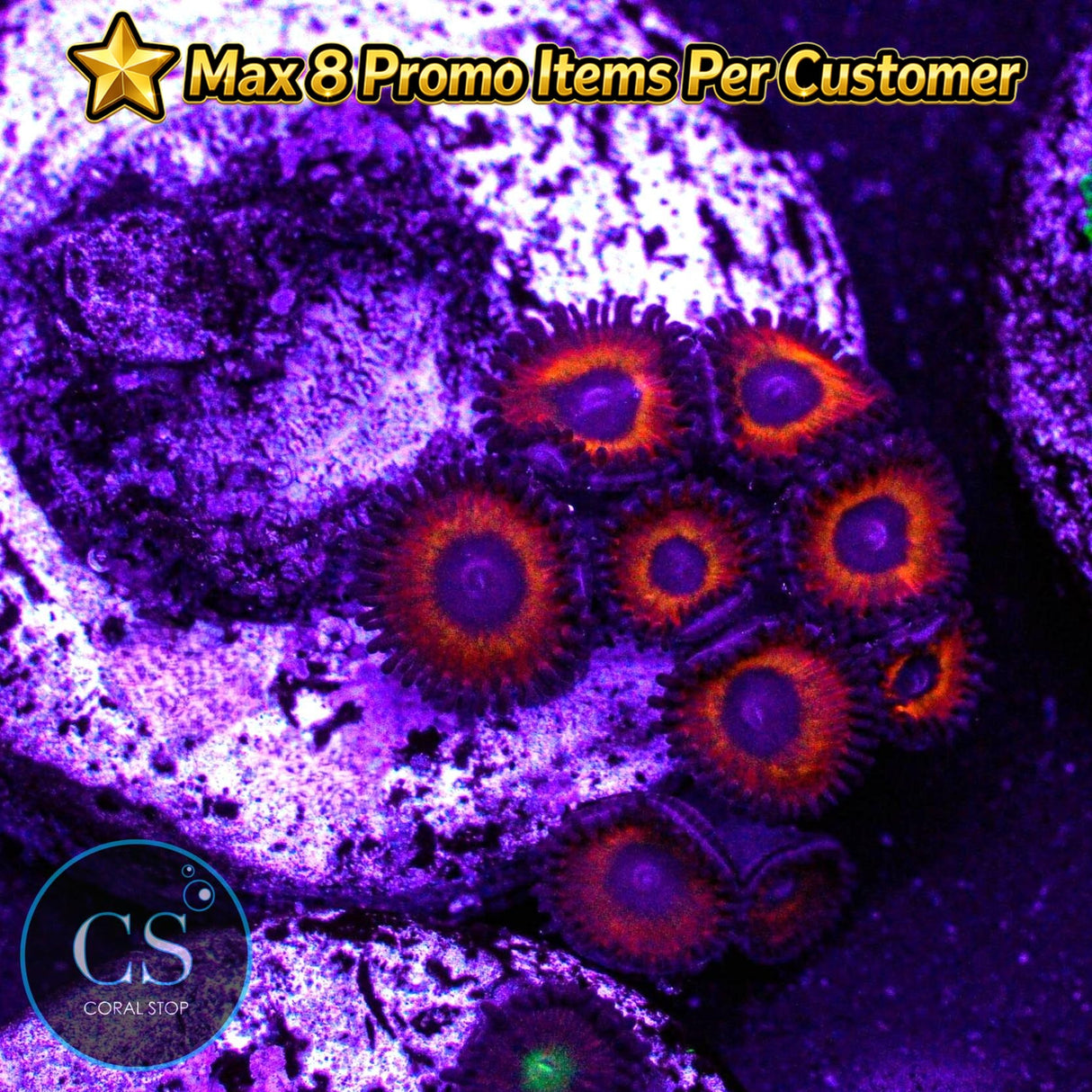 Kedds Red Zoa