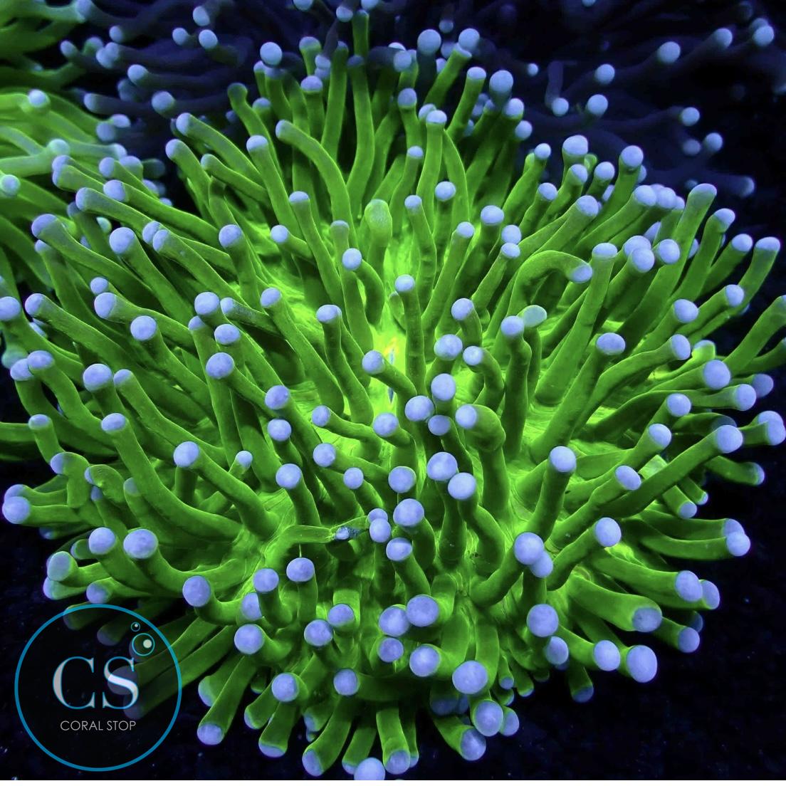 LONG TENTACLE PLATE HELIOFUNGIA