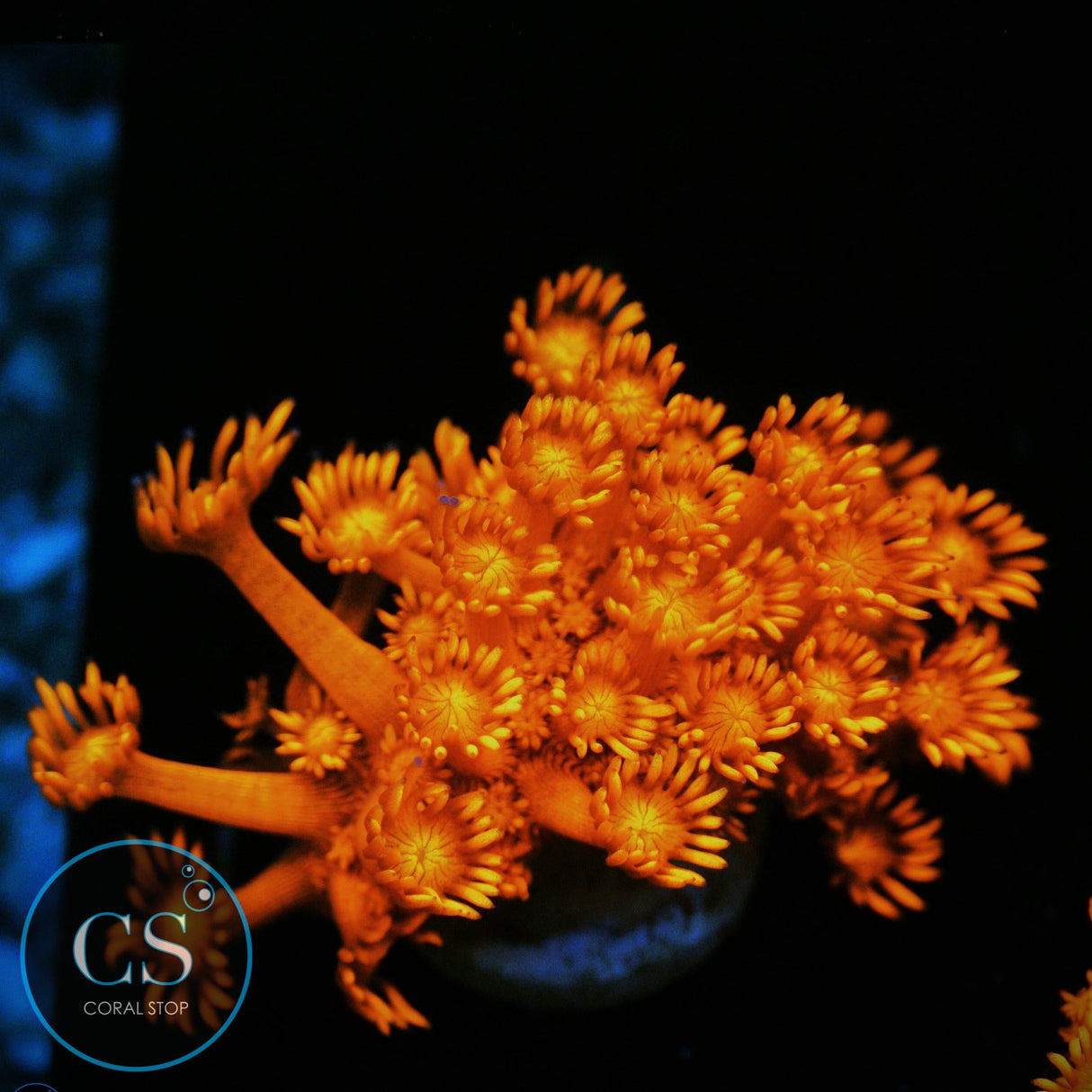 BLOOD RED GONI