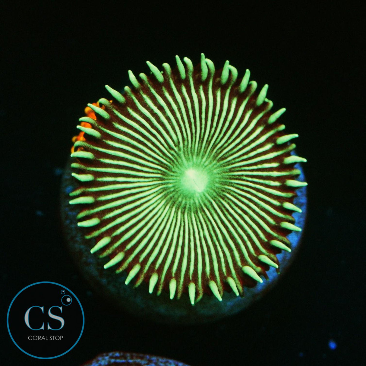 GREEN IMPLOSION PALY