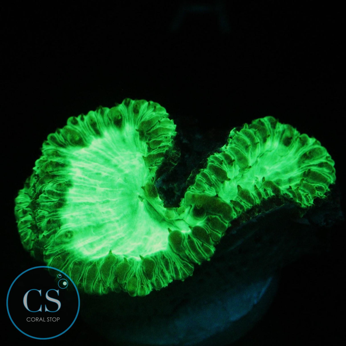 KRYPTONITE BLASTO