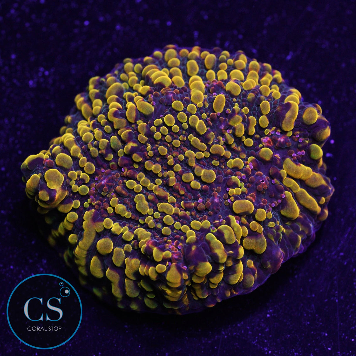 CC Cloudberry Chalice