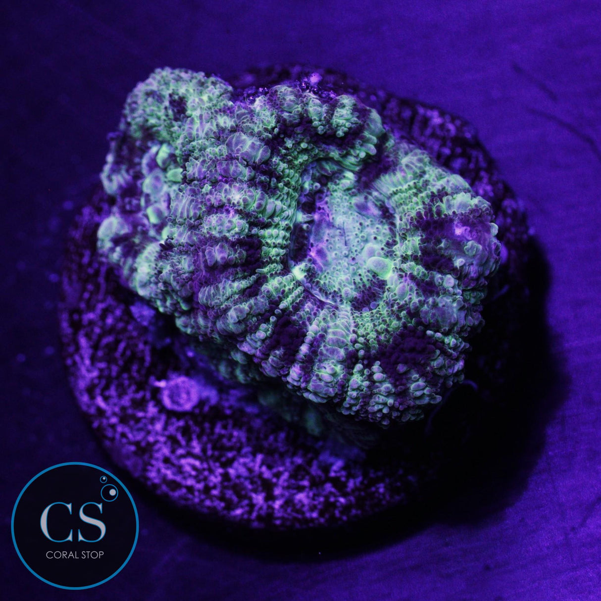 Thunder Chaos Asian Acan