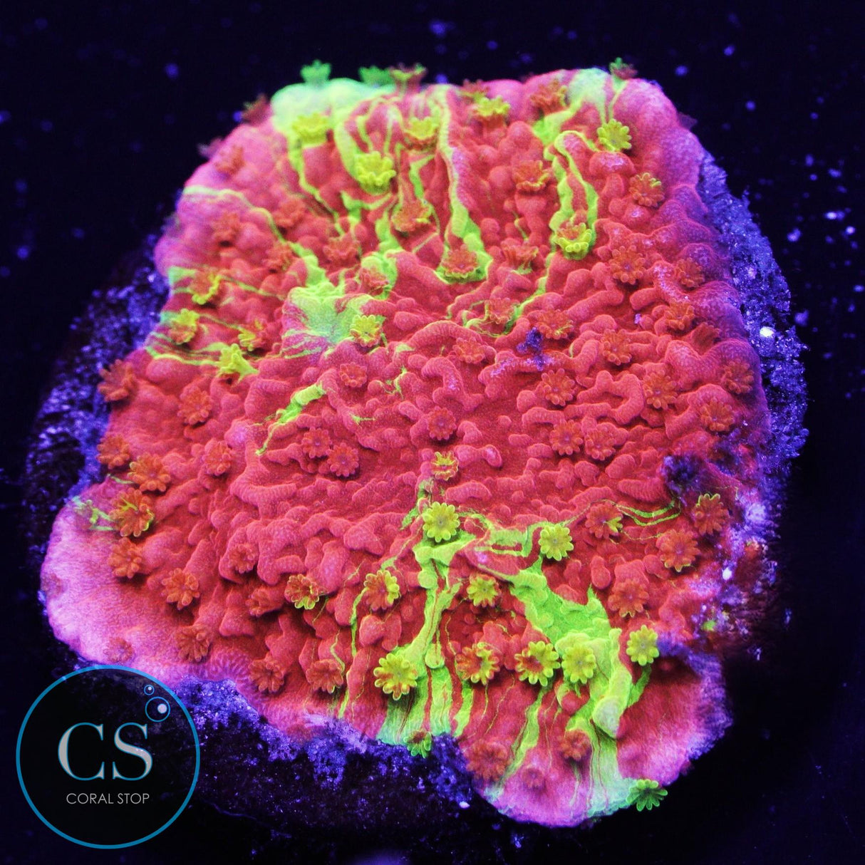 WWC Grafted Montipora