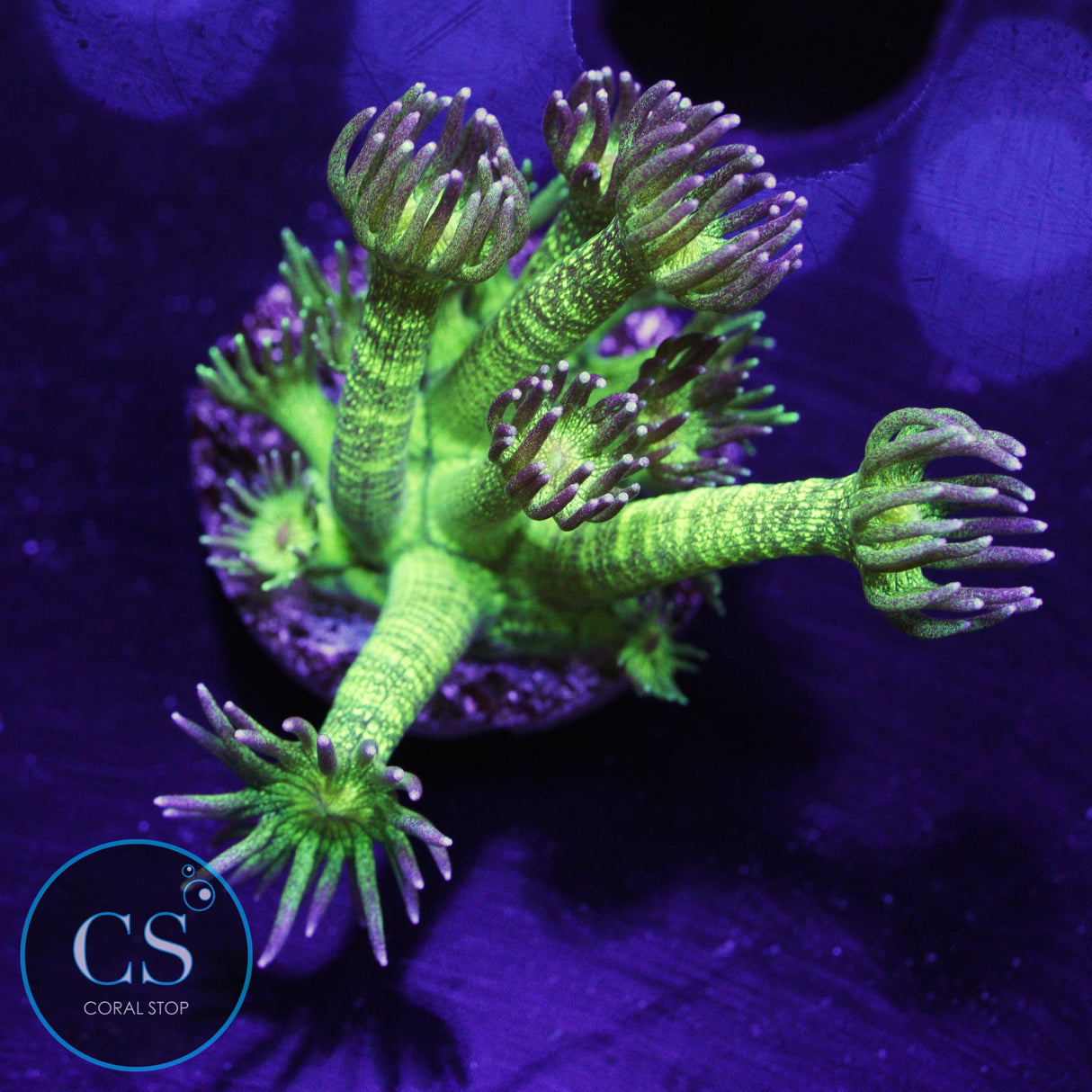 Glitter Bomb Goniopora