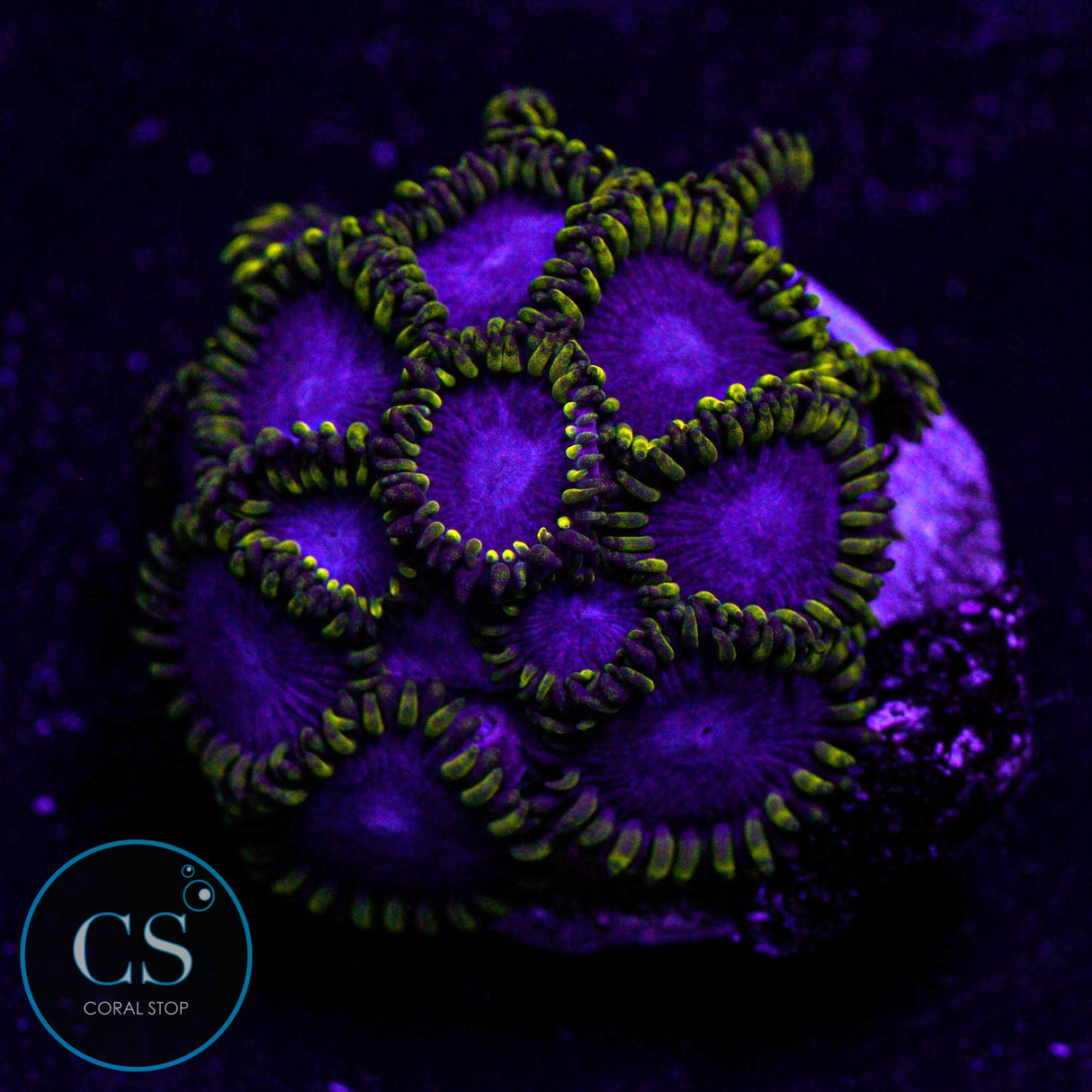 Blue Phoenix Zoa