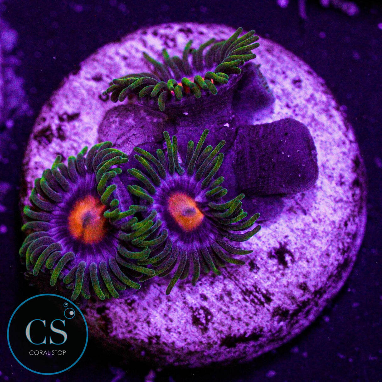 JF Big Bang Zoa