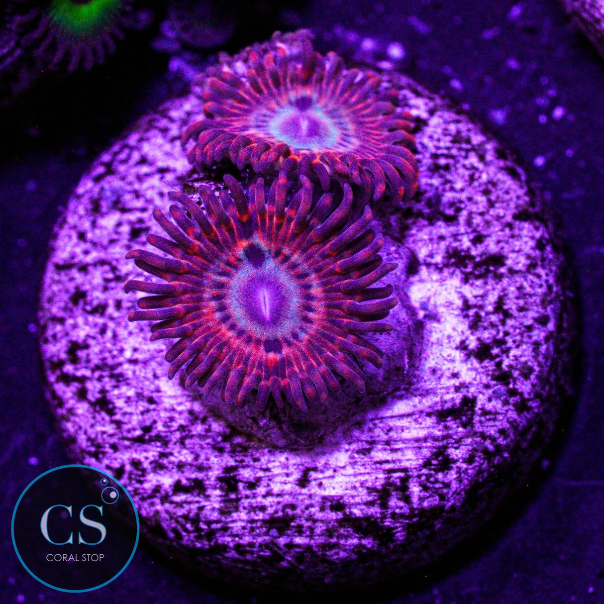 Utter Peace Zoa