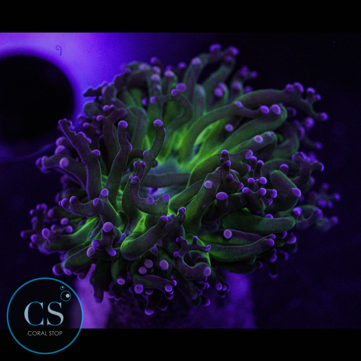 Miami Hurricane Frogspawn