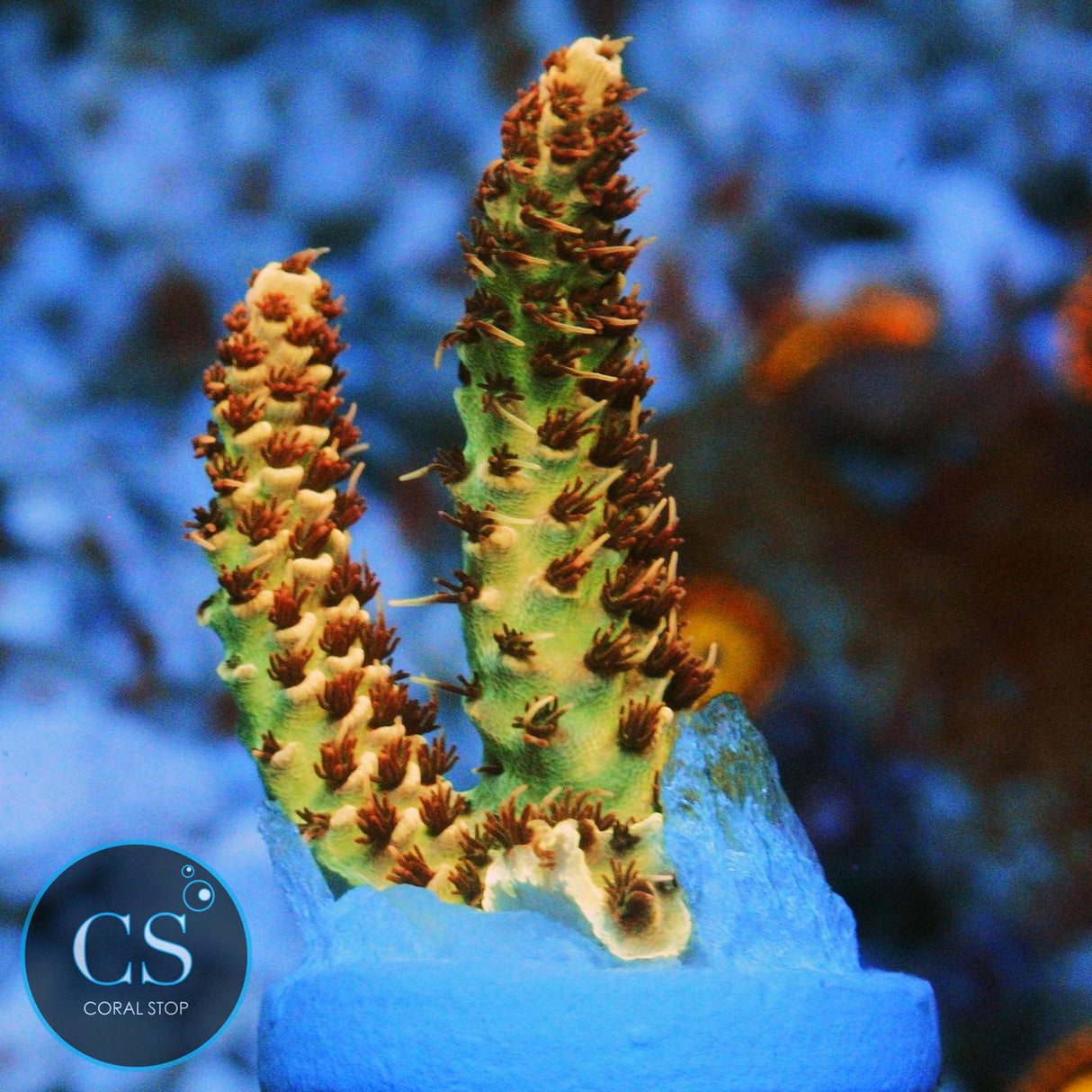 CS BANANA BLAZE ACRO