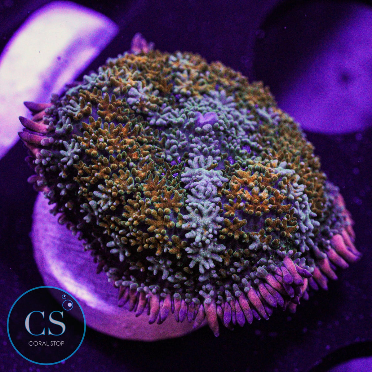 Rainbow Frankenstein Mushroom