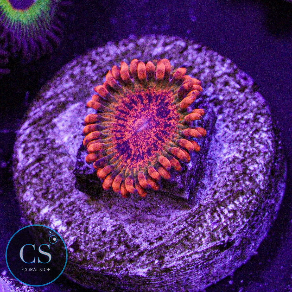Speckled Krakatoa Zoa