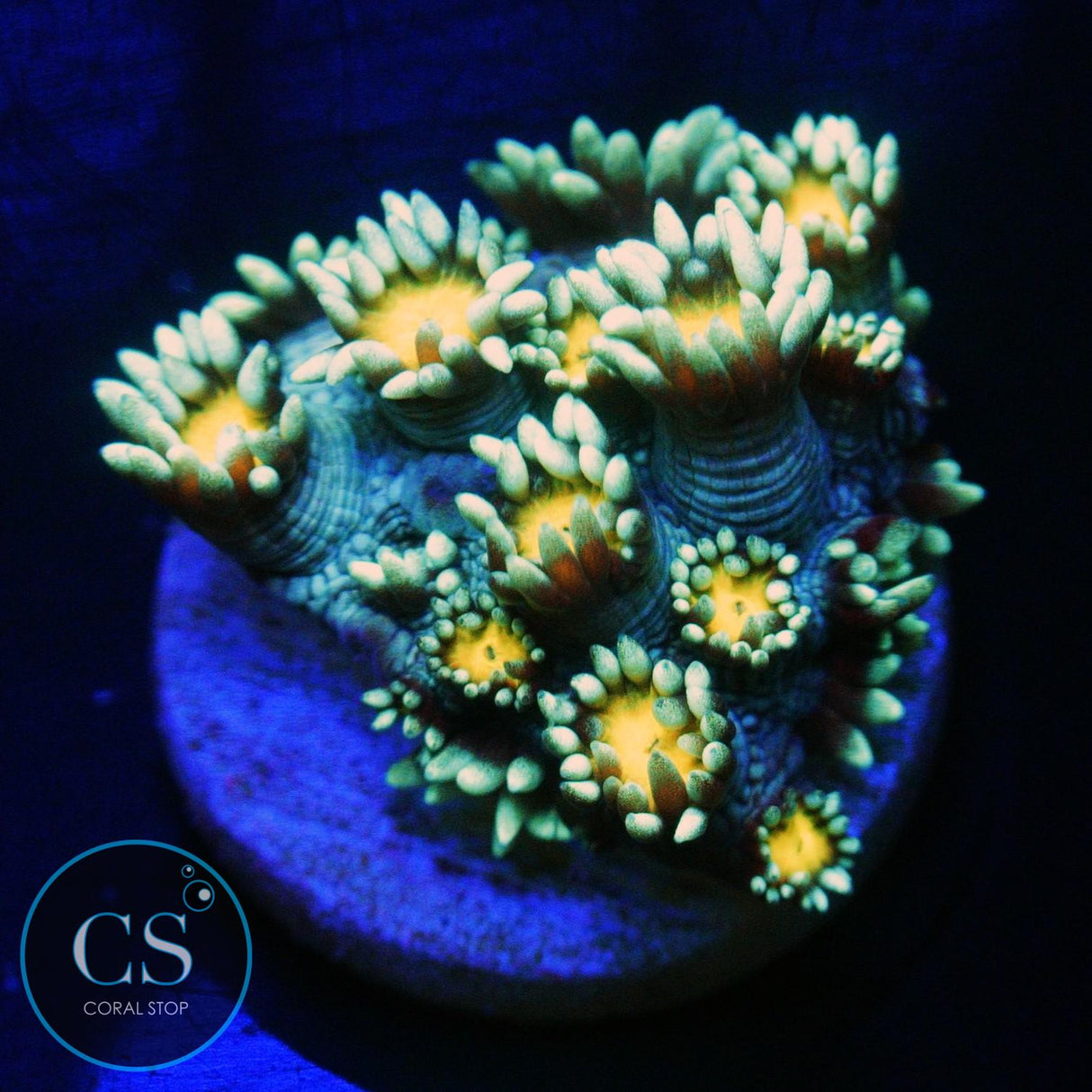 ELECTRIC DAISY GONI