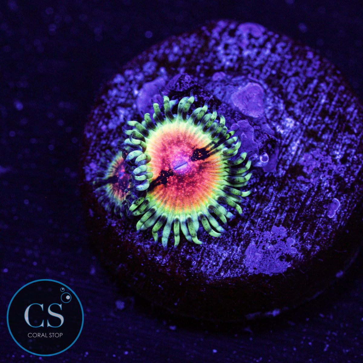 JF Bloodshot Zoa