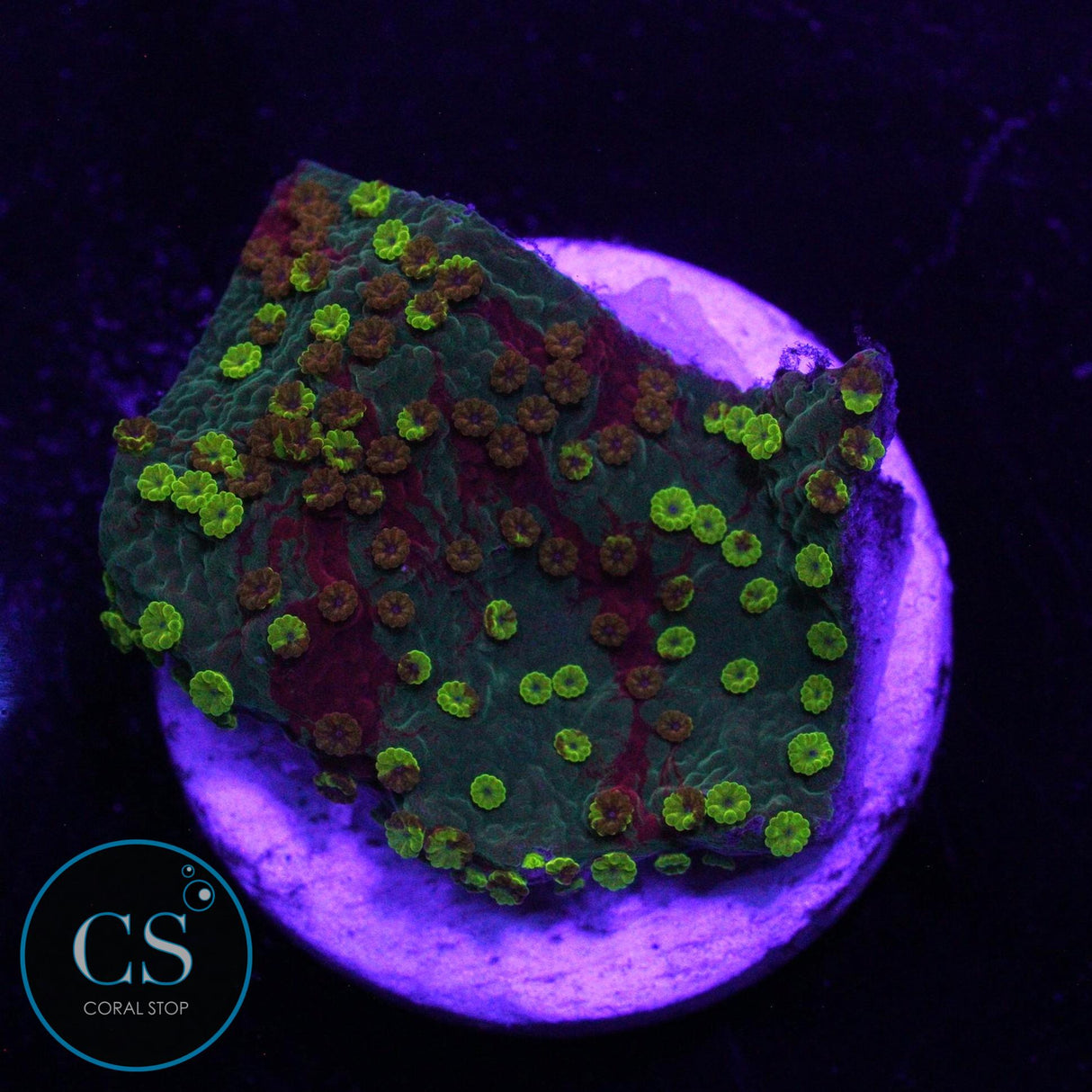 WWC GRAFTED SUNFIRE MONTI