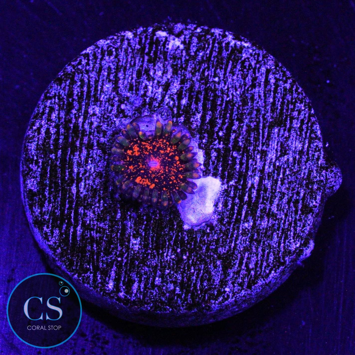 DAYGLO DAY GLOW VOLCANO ZOA