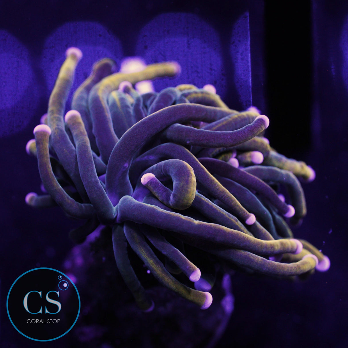 RAPUNZEL GRAIL TORCH