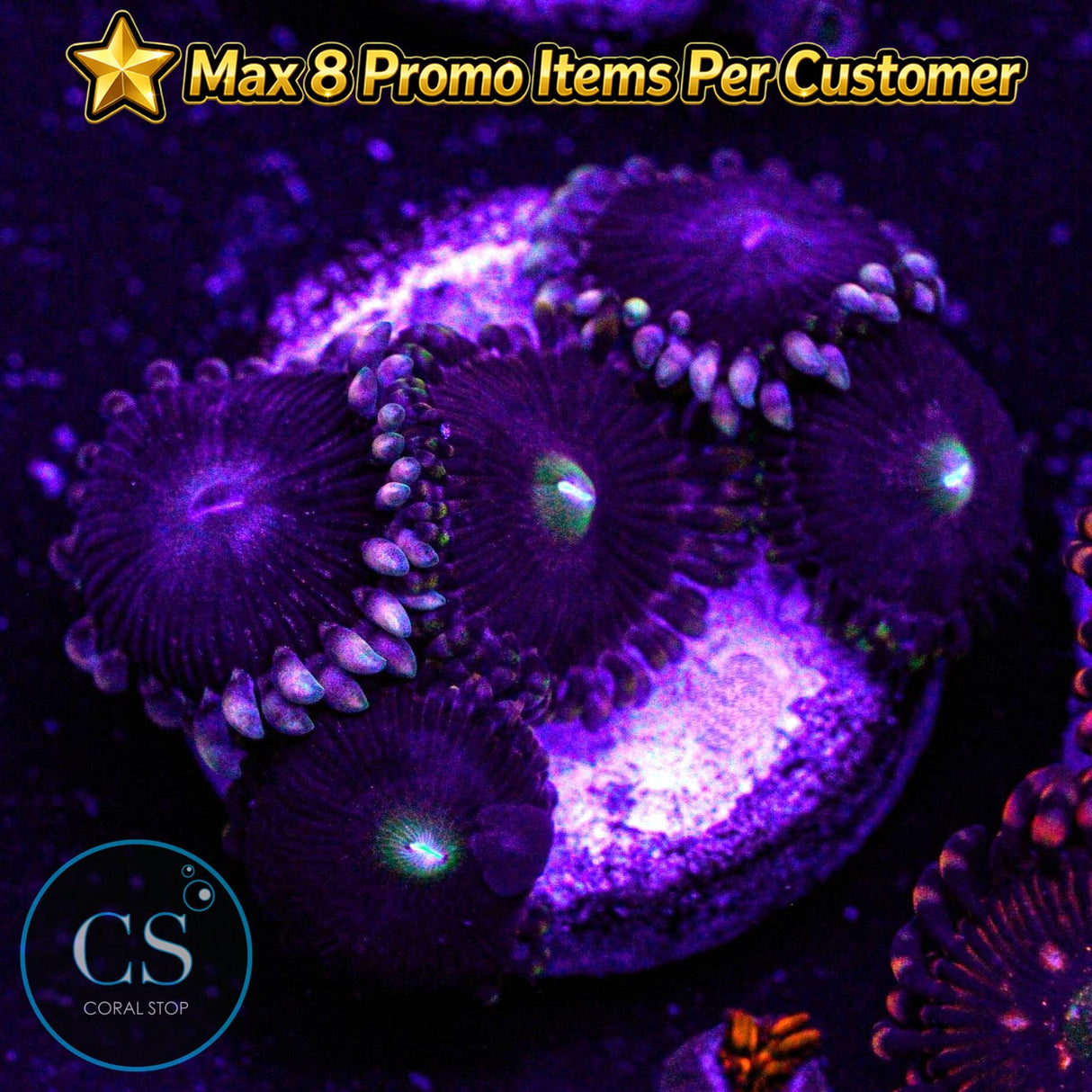 Combo Zoa