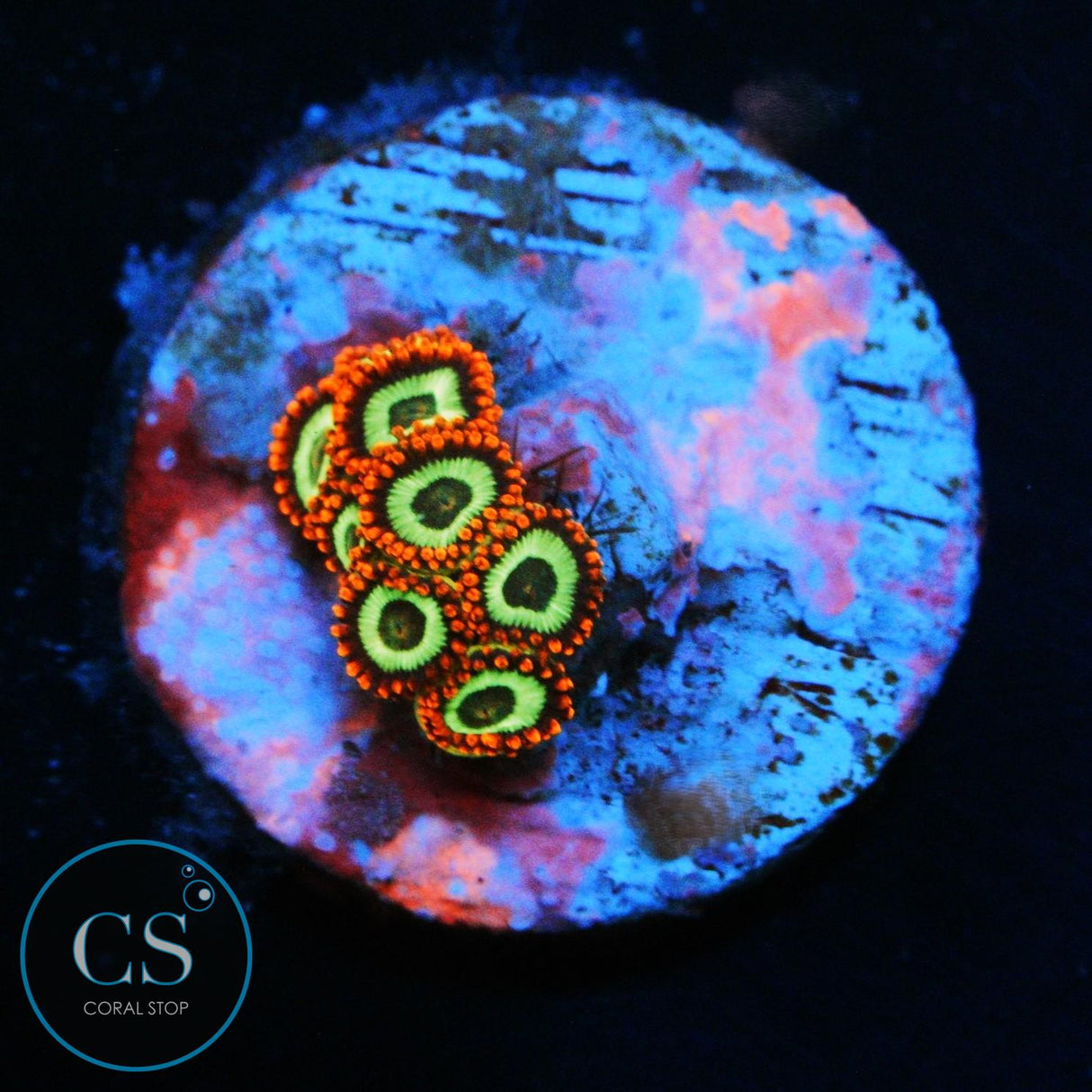 EMERALD ON FIRE ZOA