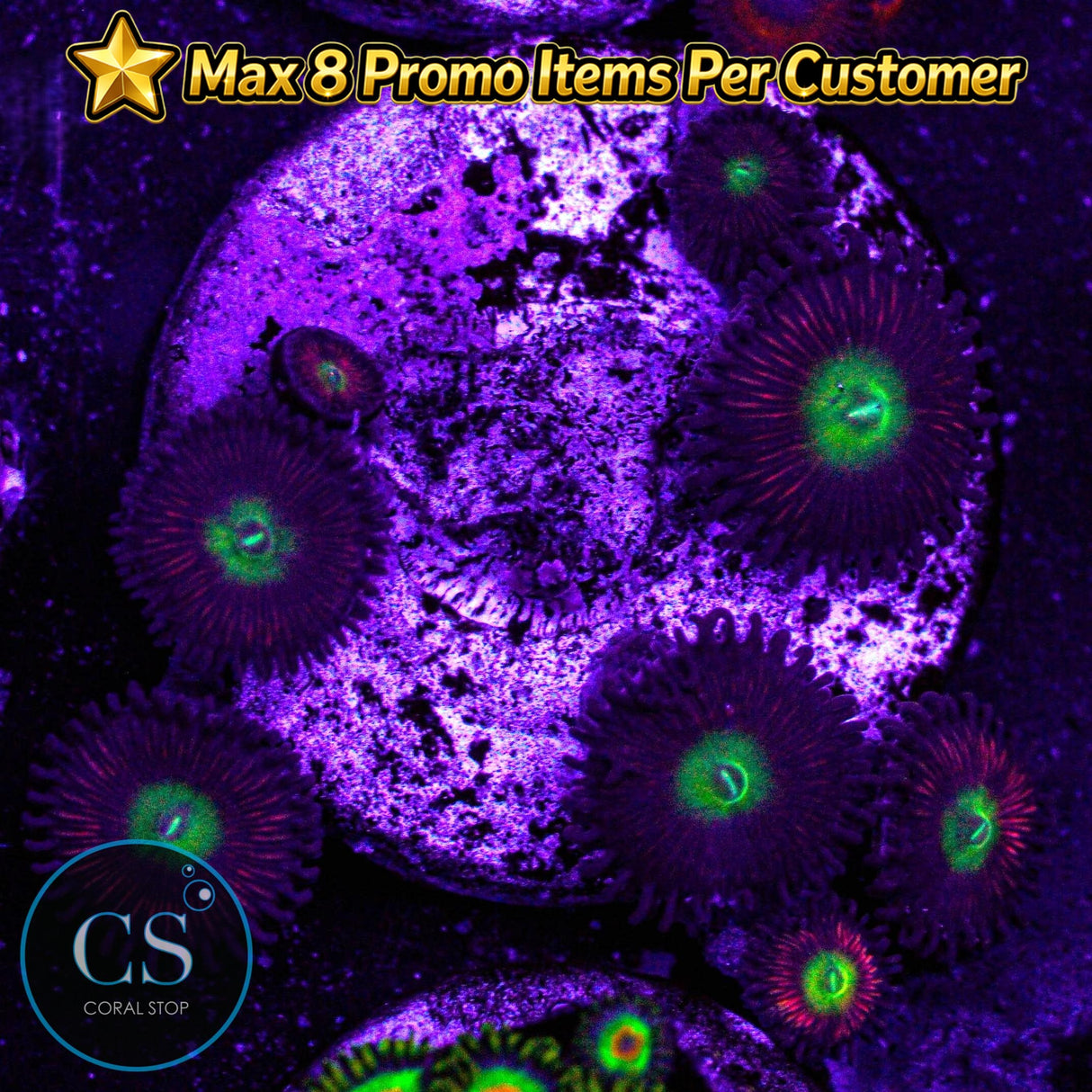 Ultra Pink Cat Eye Zoa