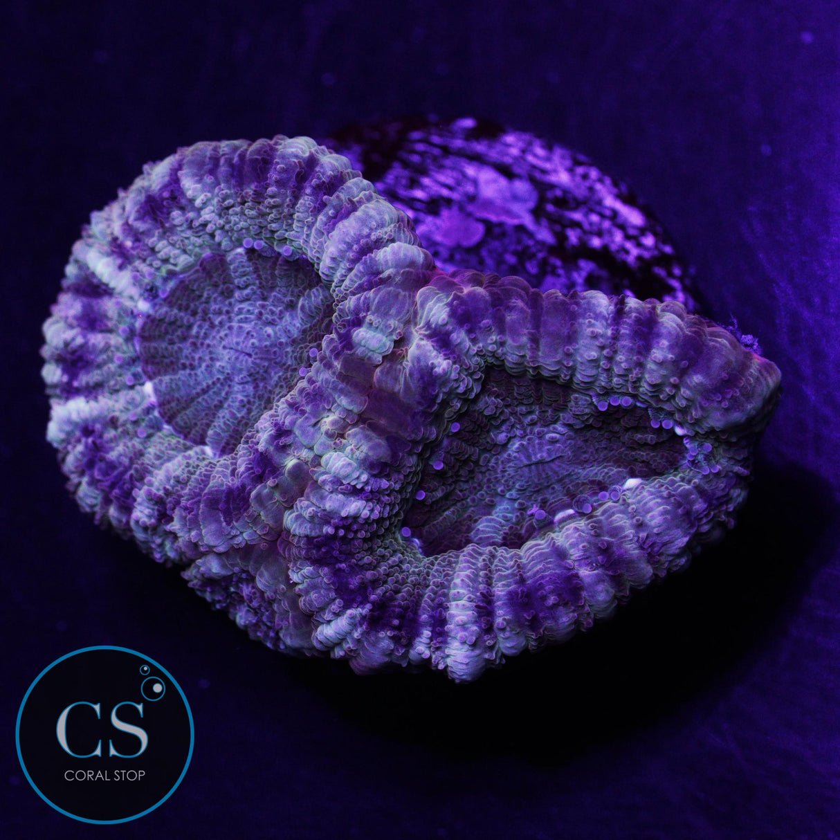 Pirate's Loot Asian Acan