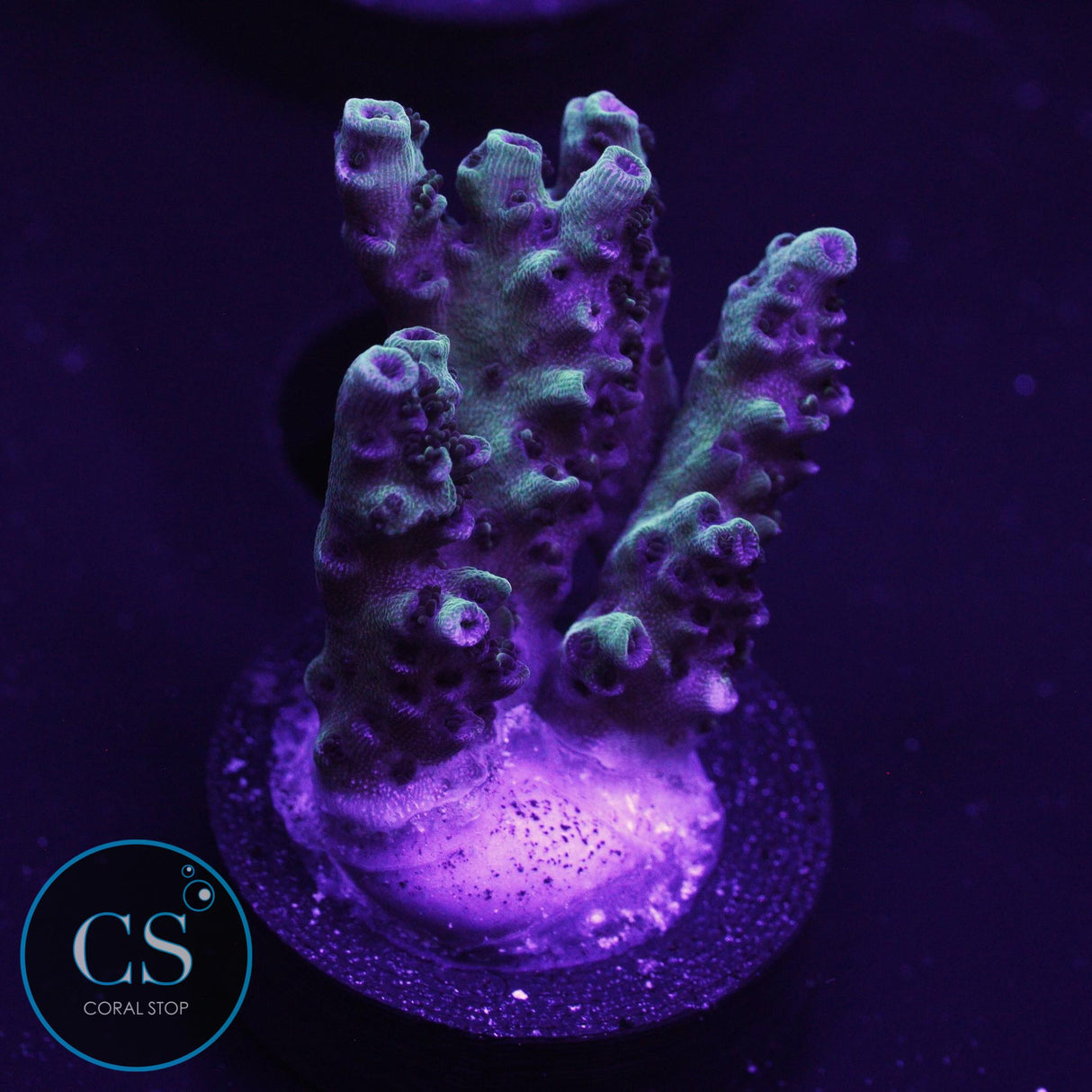 F2M Chrome Illusion Acro