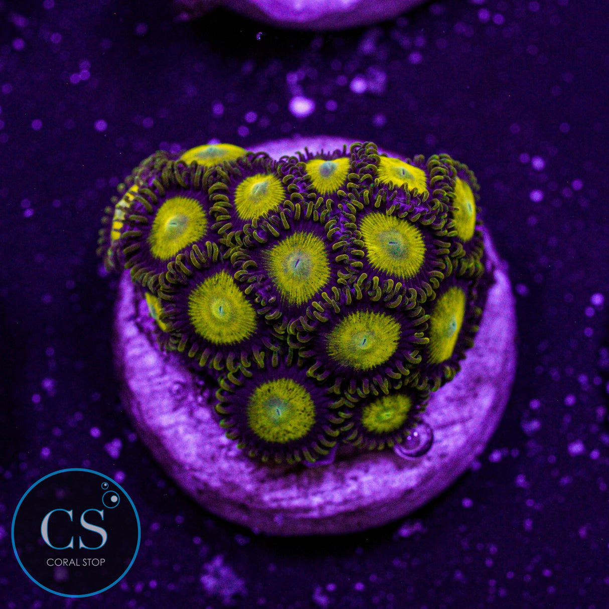 King Midas Zoa