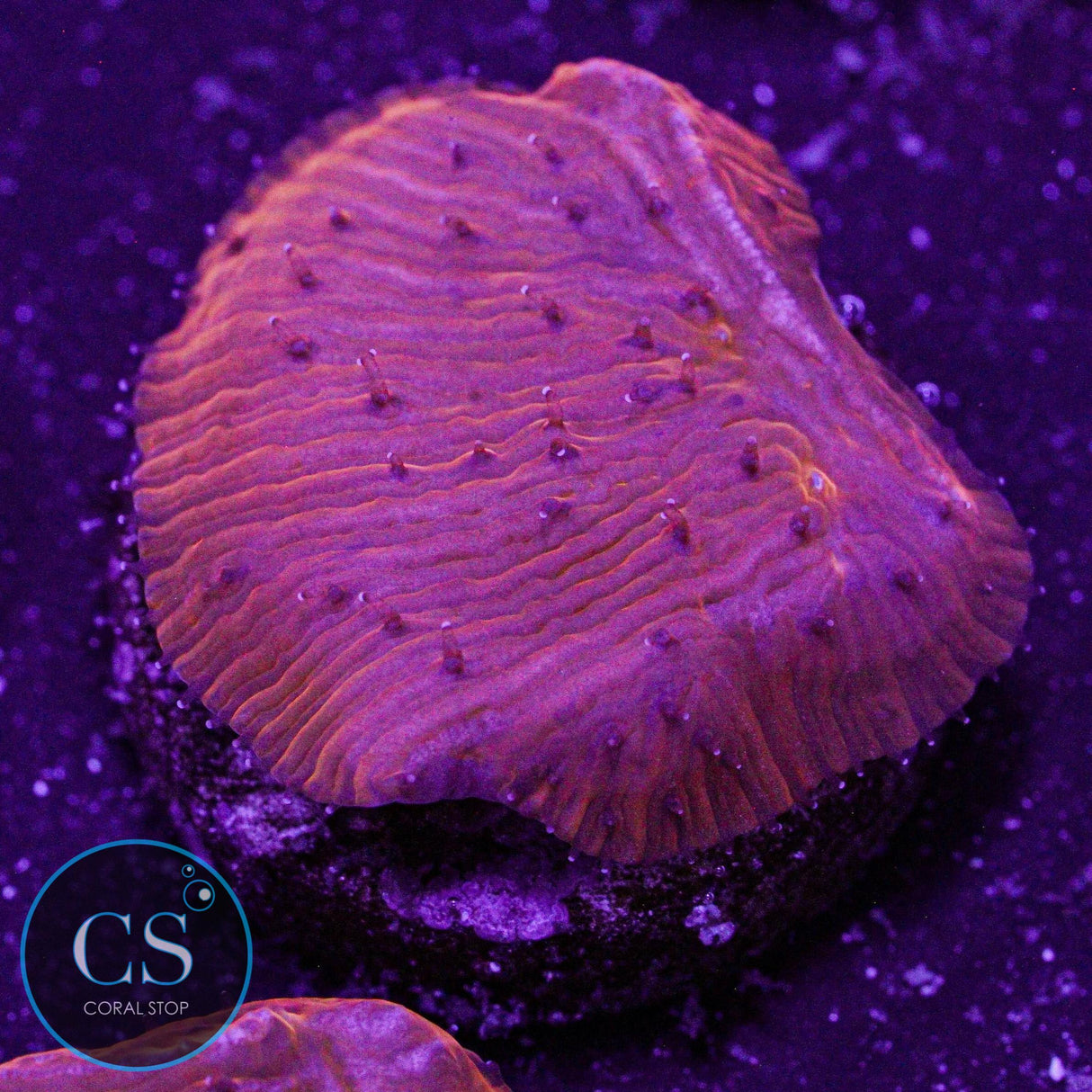 Citrus Diaseris Plate