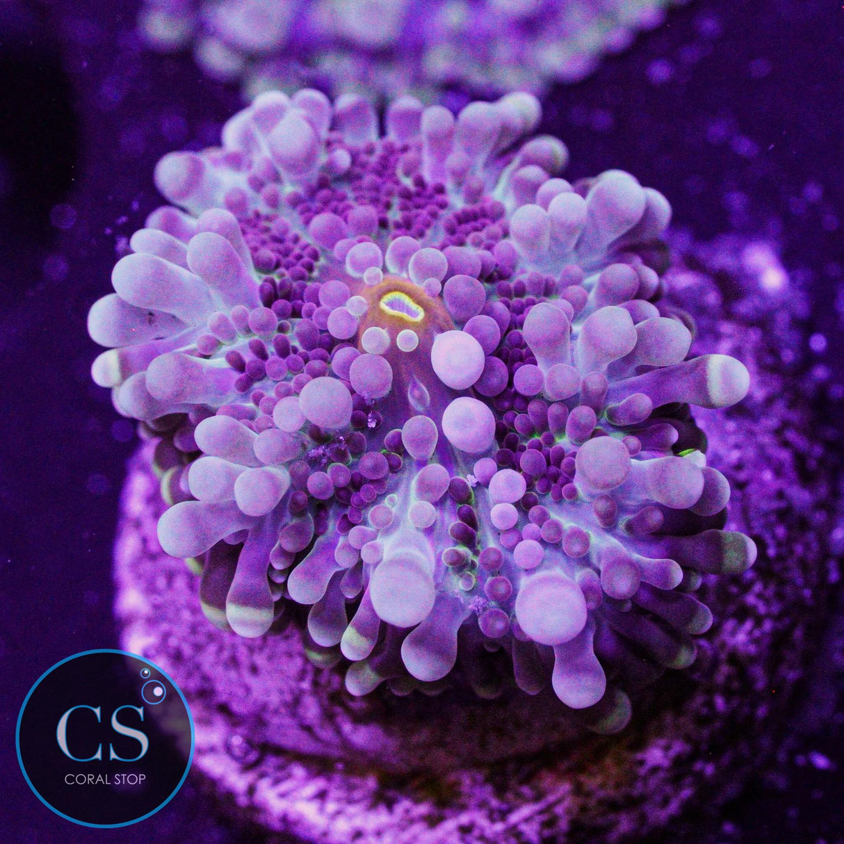 Purple Rain Malaysian Yuma
