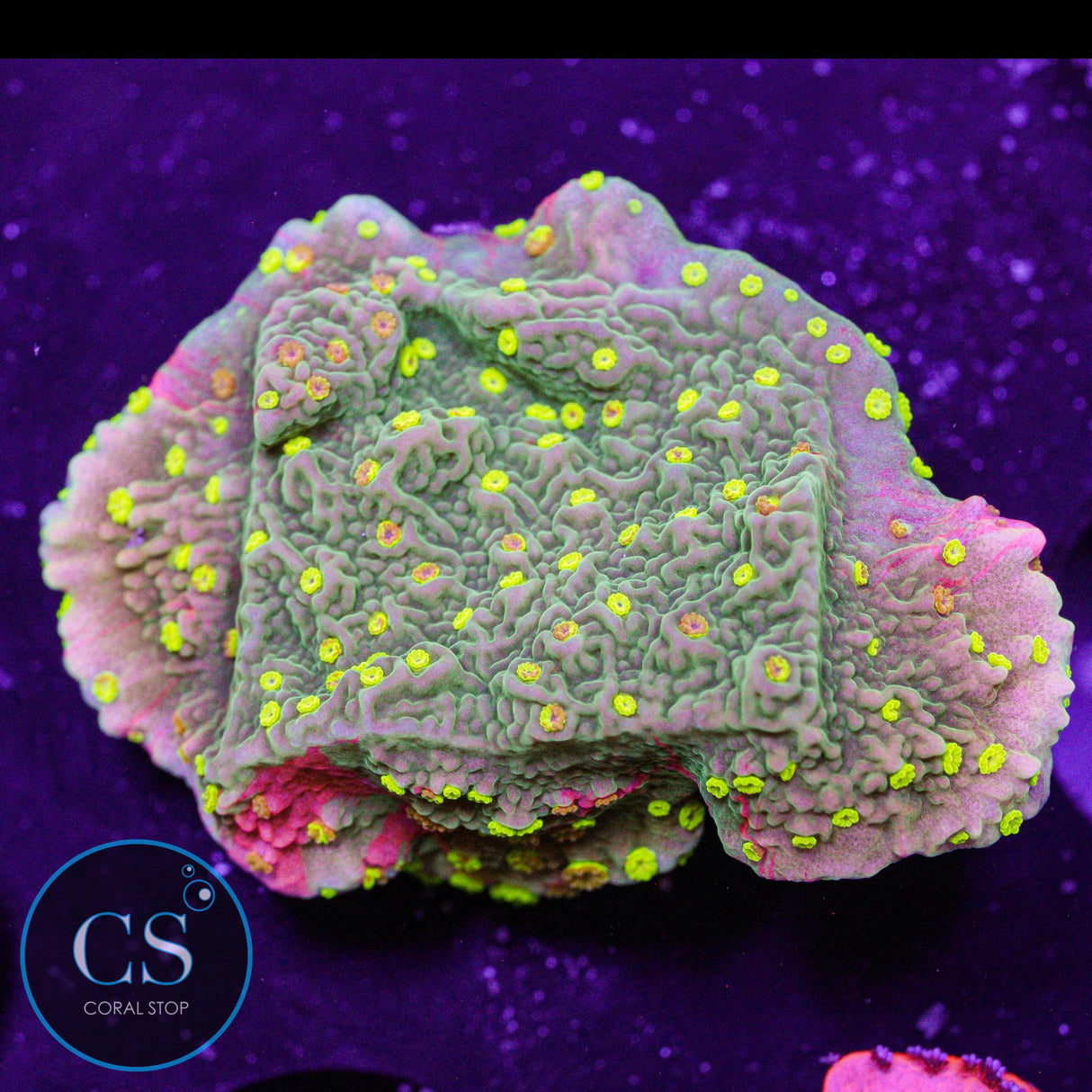 WWC Sunfire Grafted Montipora