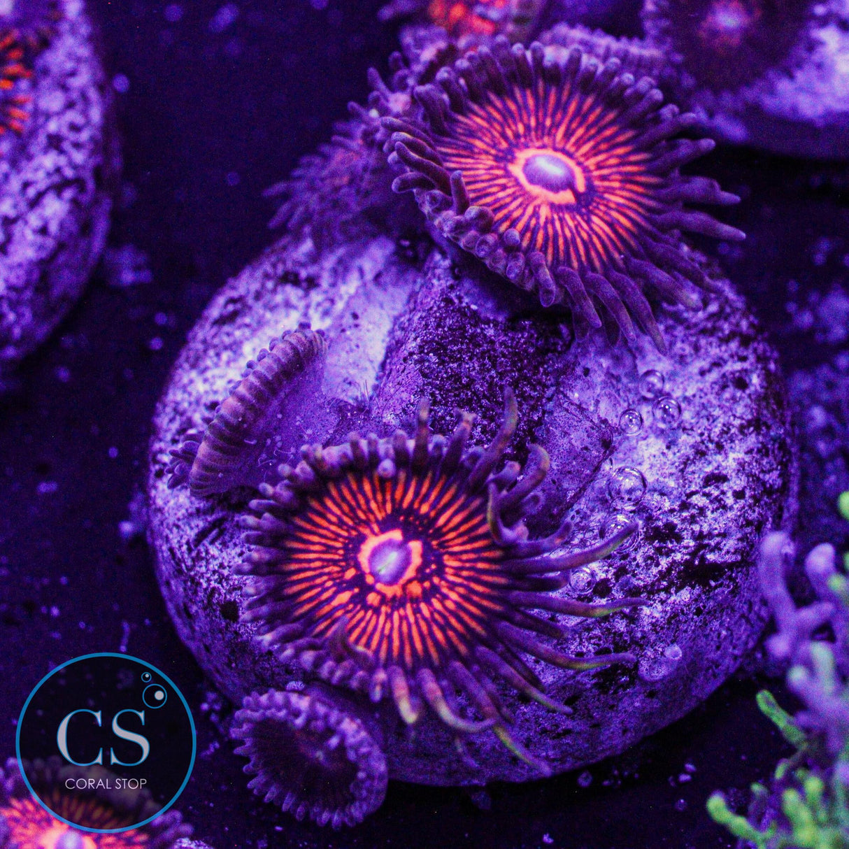 Nightcrawler Zoa