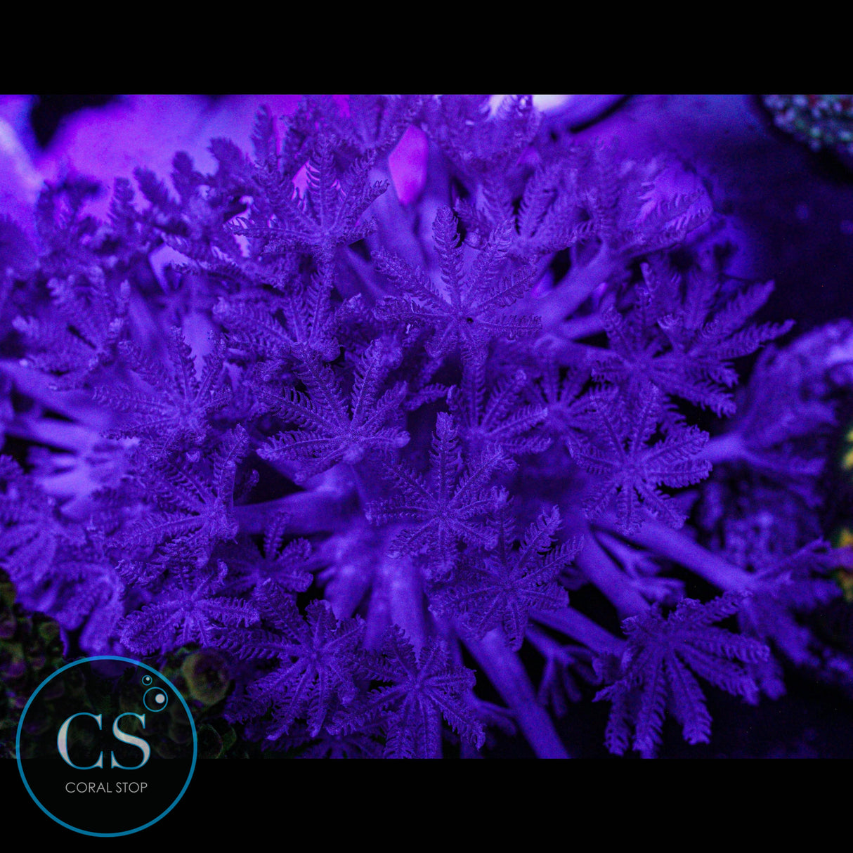 Pulsing Xenia