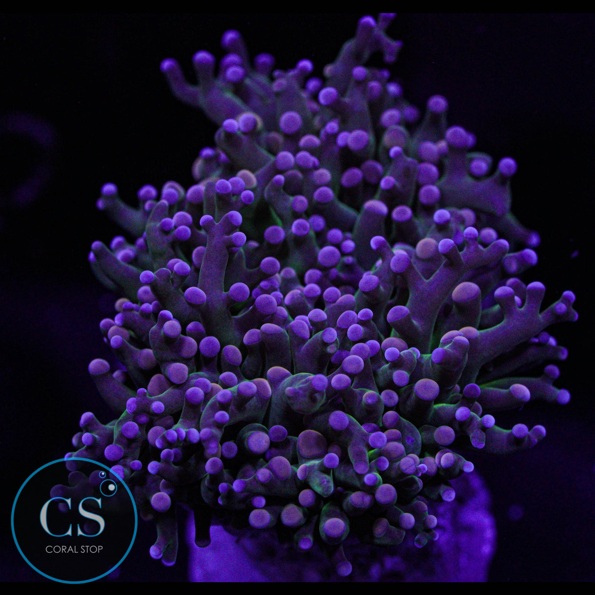 Miami Hurricane Frogspawn