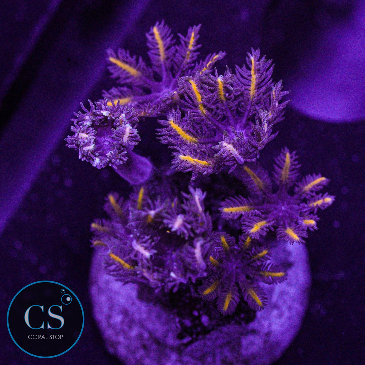 Golden Clove Polyps