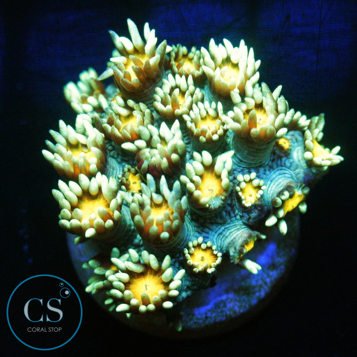 ELECTRIC DAISY GONI