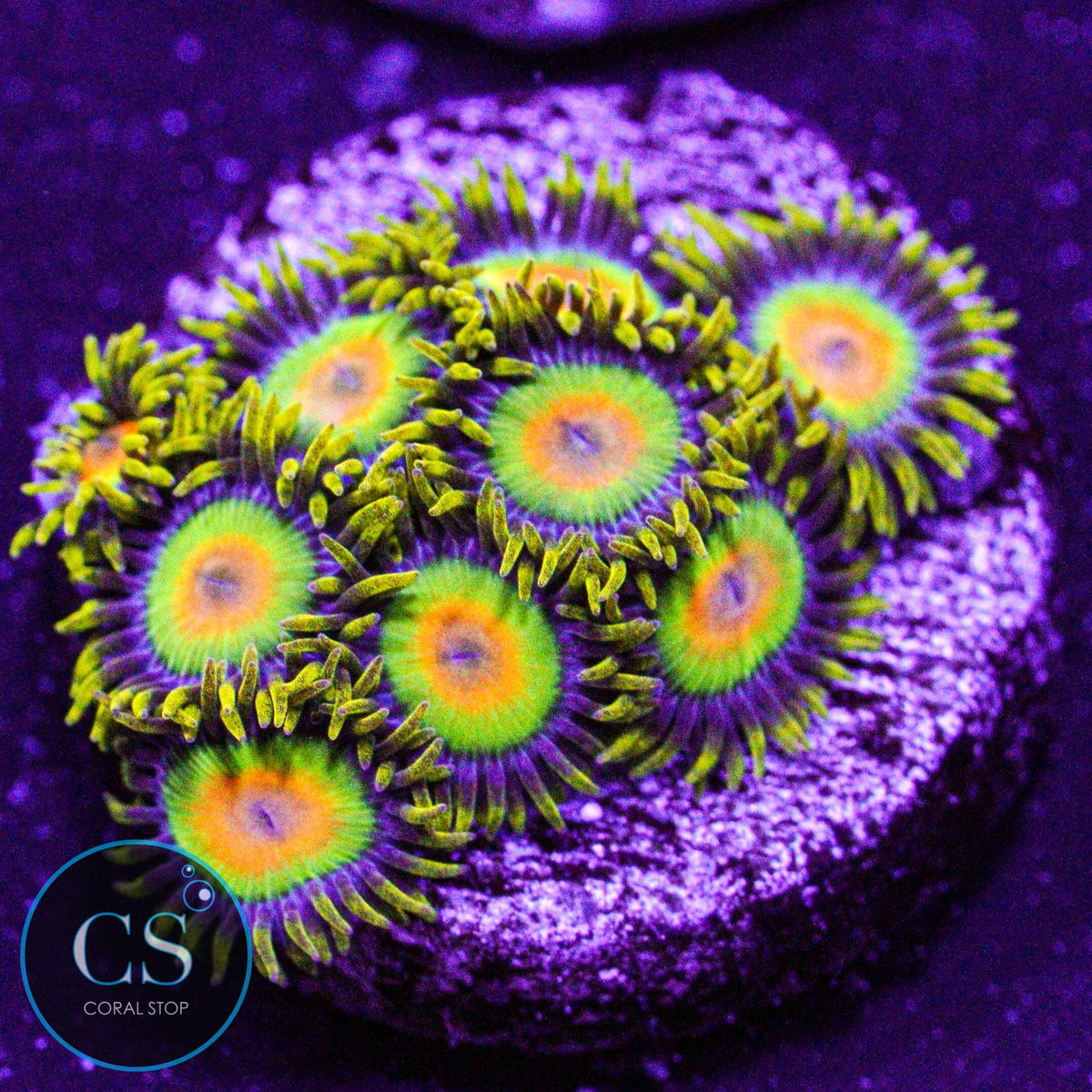 Rasta Zoa