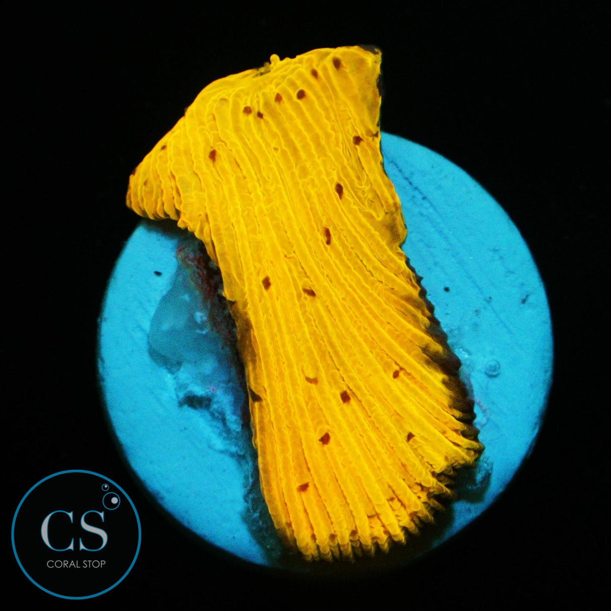CITRUS DELIGHT DIASERIS PLATE