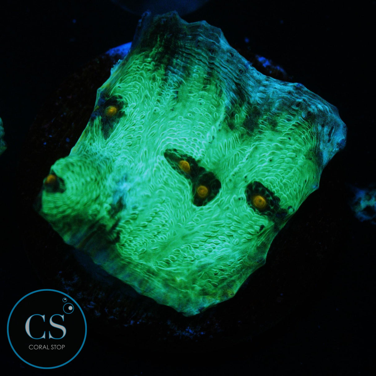 AVATAR CHALICE