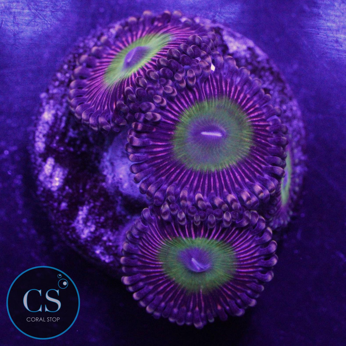 CANDY APPLE PINK ZOA