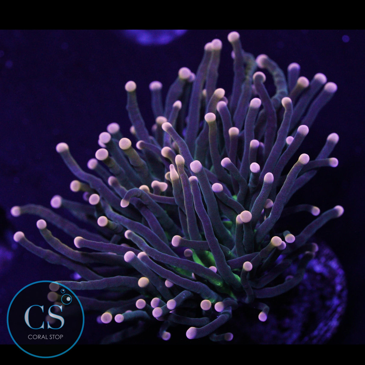 RARE GOLD TIP MIAMI HURRICANE TORCH