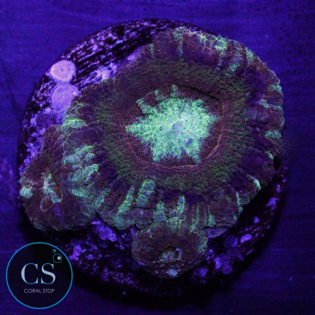 GOLD RING ASIAN ACAN