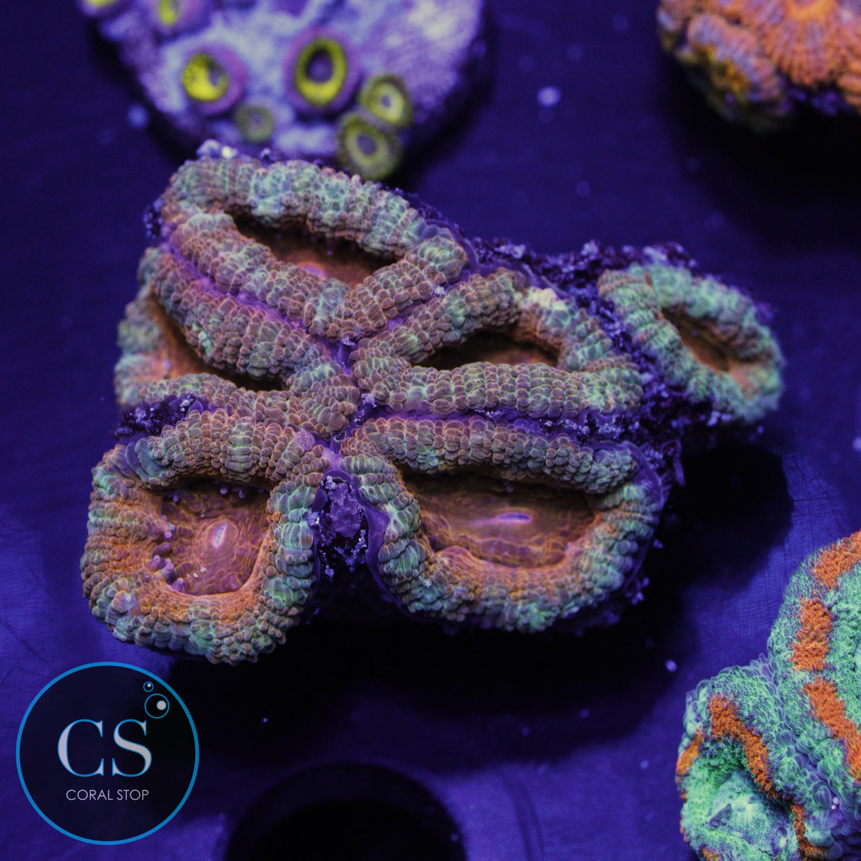 AUSSIE ACAN
