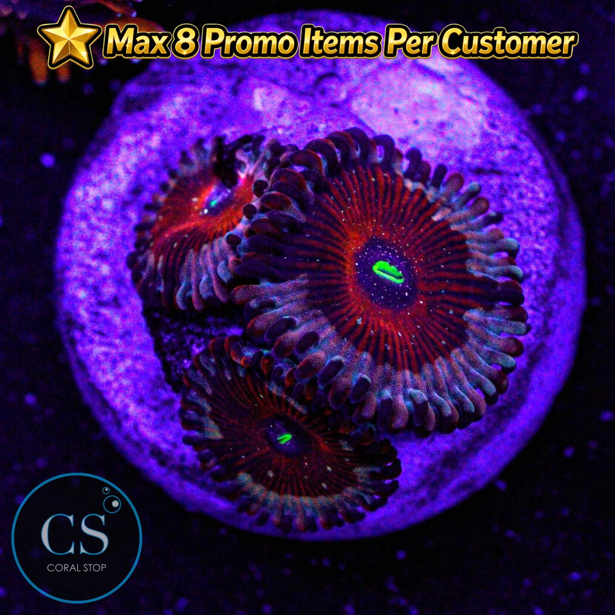 Seduction Zoa