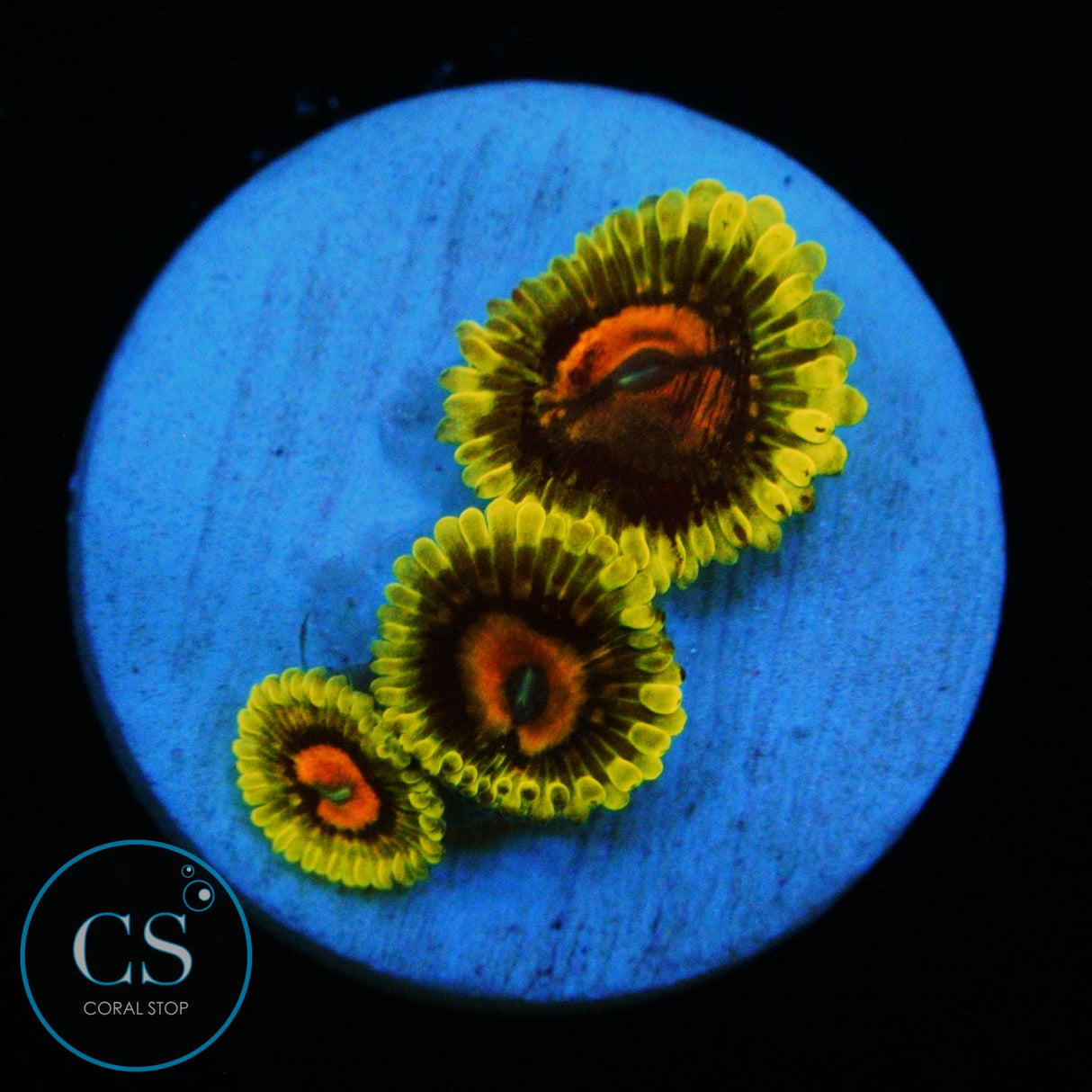 CC SCARLET FEVER ZOA