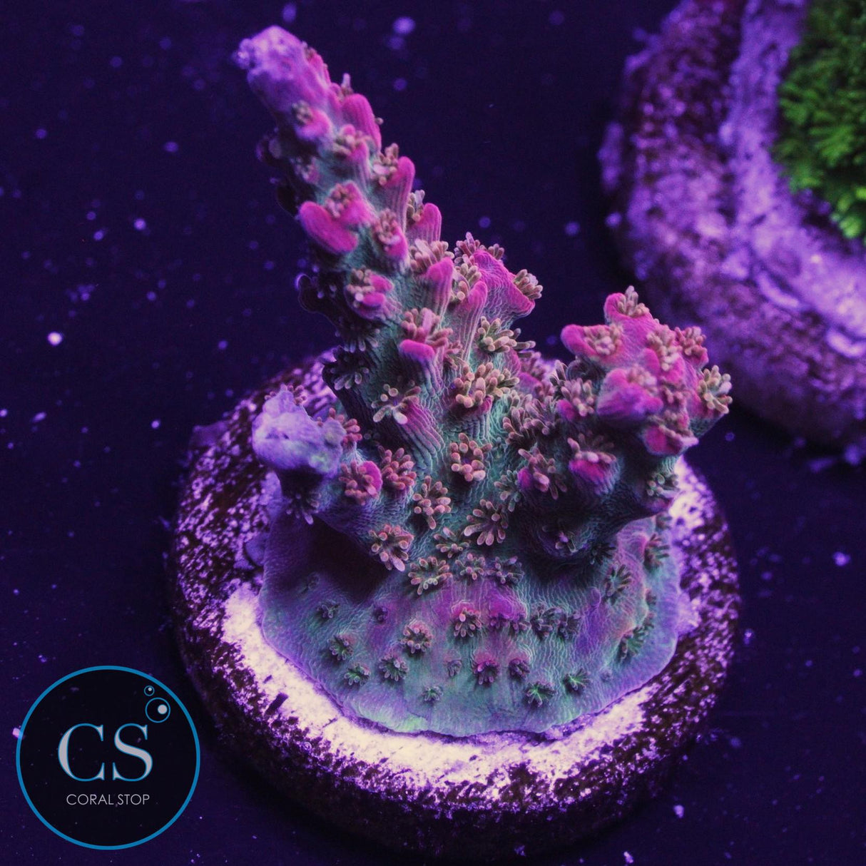 Vivid's Confetti Acropora