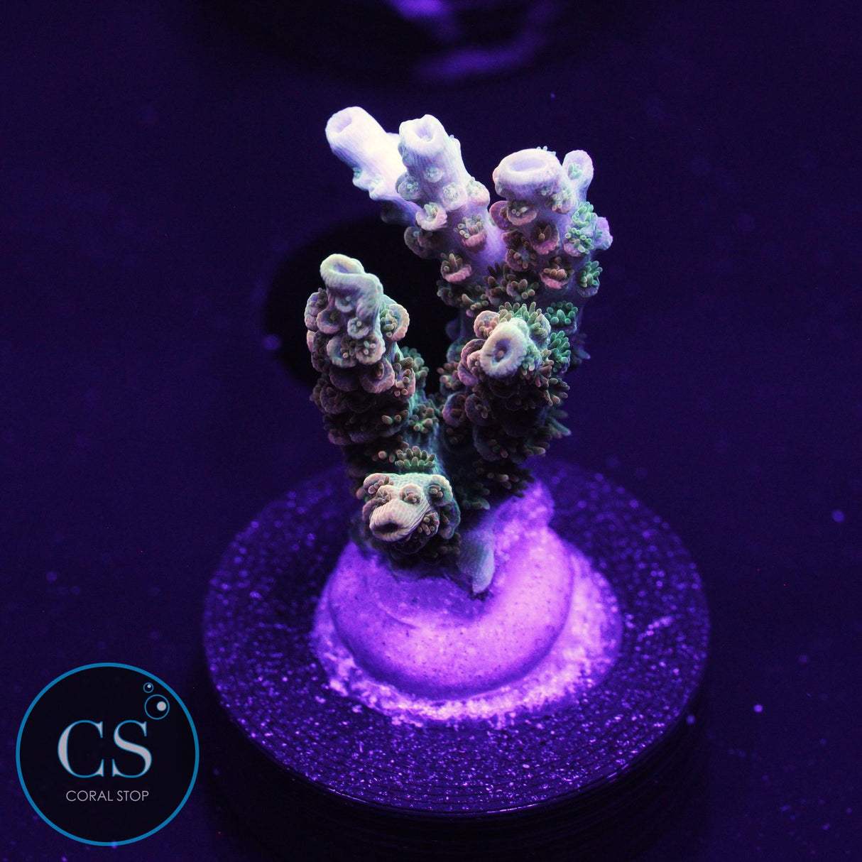 TSA Bill Murray Acro