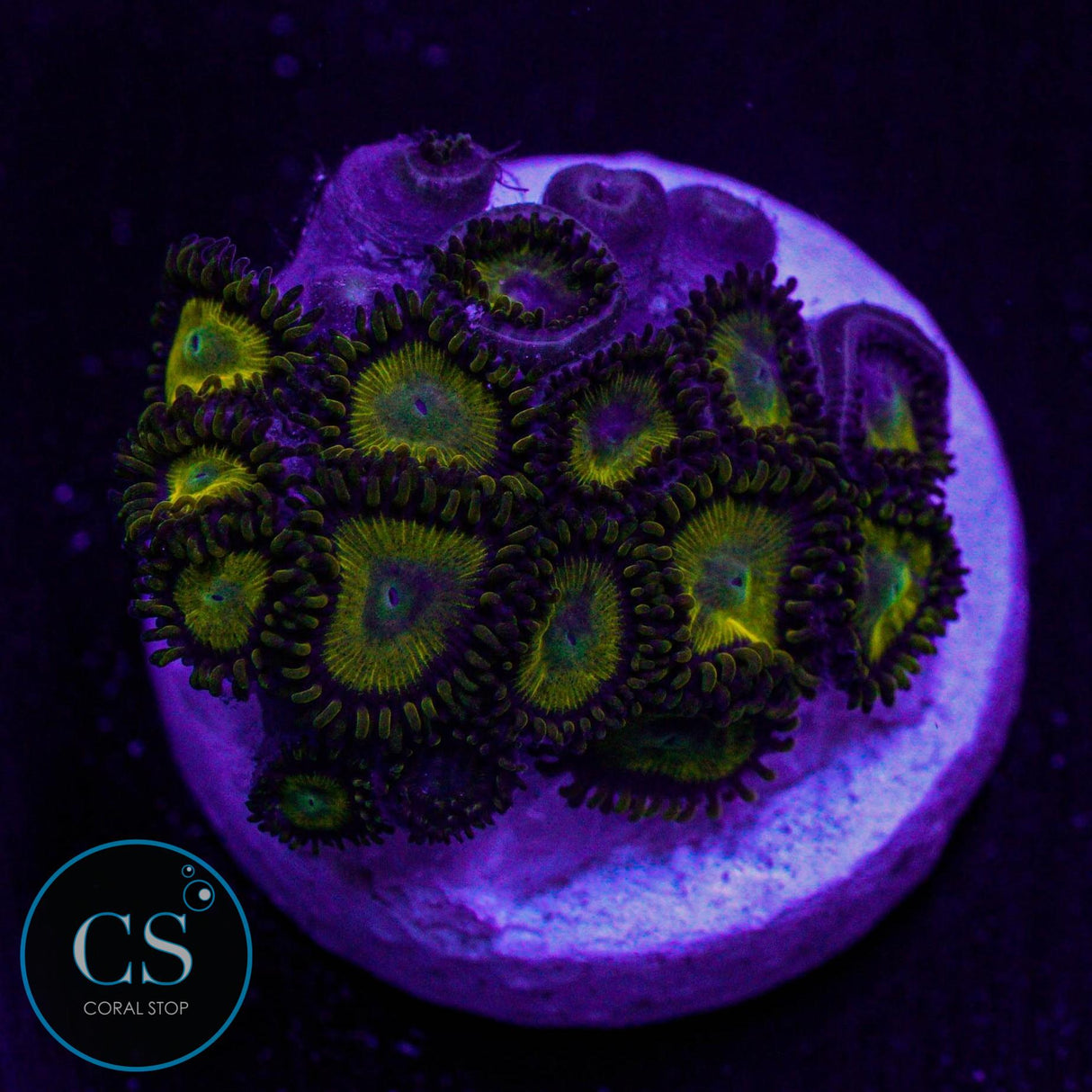 King Midas Zoa