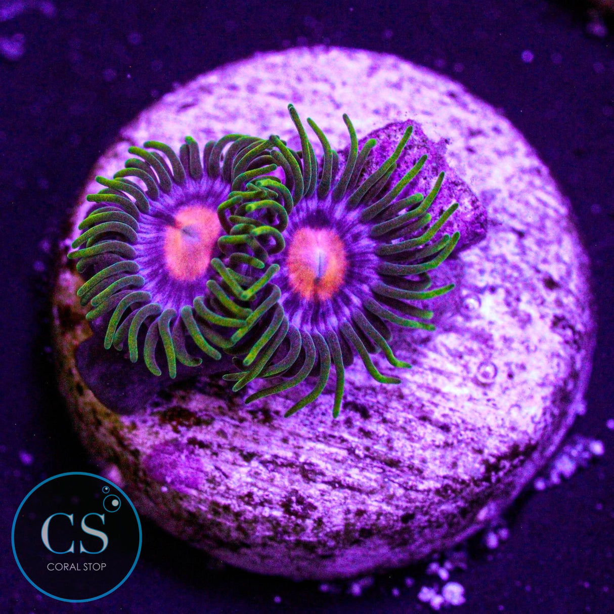 JF Big Bang Zoa