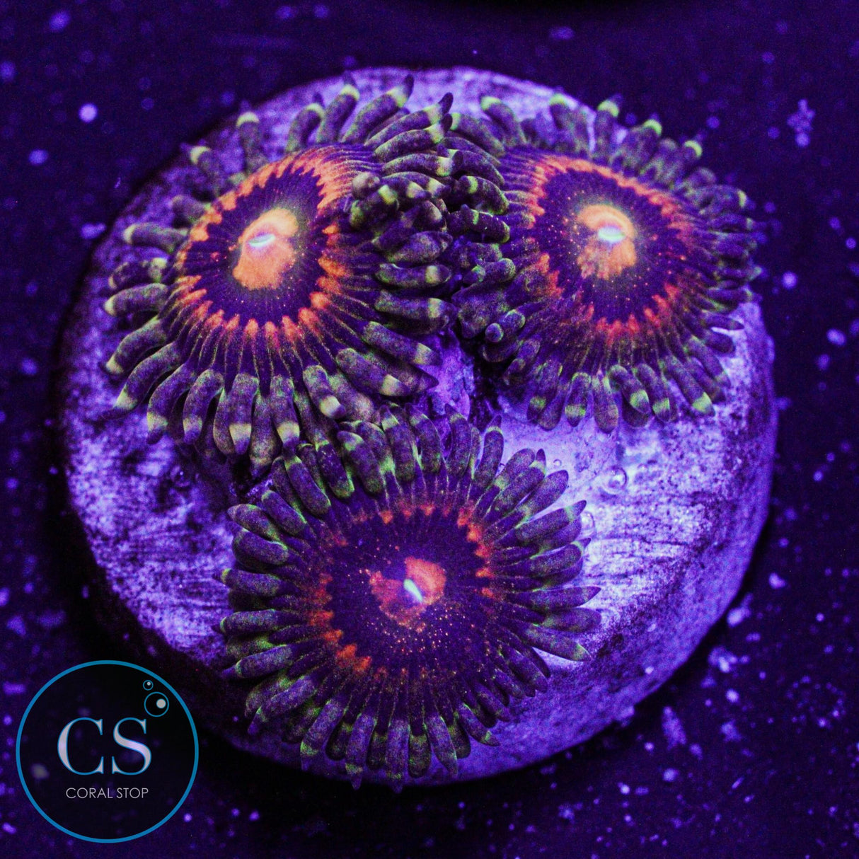 JF Rainbow Incinerator Zoa