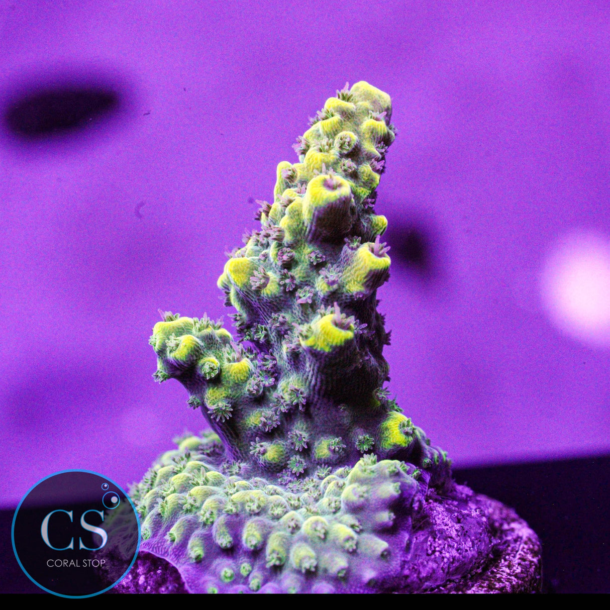 Inland's Cyclops Acro